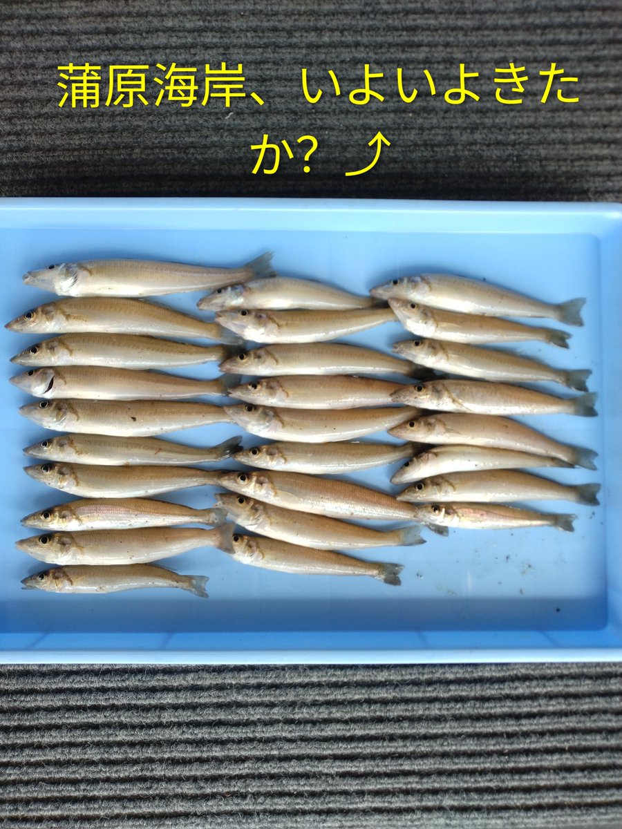 磯部 釣具 店
