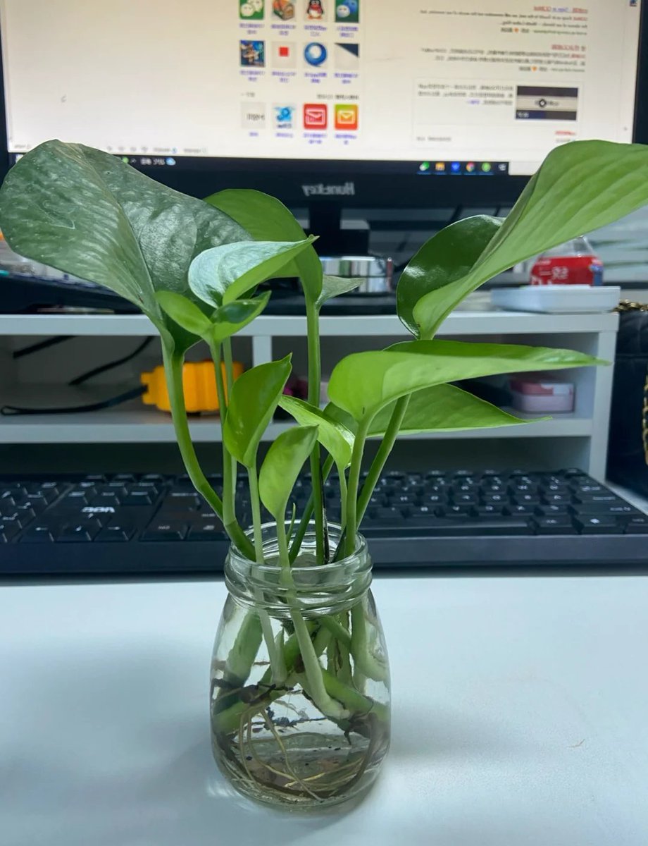 Mennaahmed115's tweet photo. Pro tip for your pothos: Rotate it 1/4 turn every time you water to keep growth even and lush! It’ll thrive without leggy, one-sided leaves. https://t.co/mrcI4brK1t