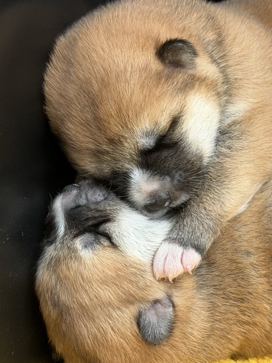 luna20230414's tweet photo. 仲良し双子の秋田犬の兄弟
生後9日目 https://t.co/O6q2yWF8ja
