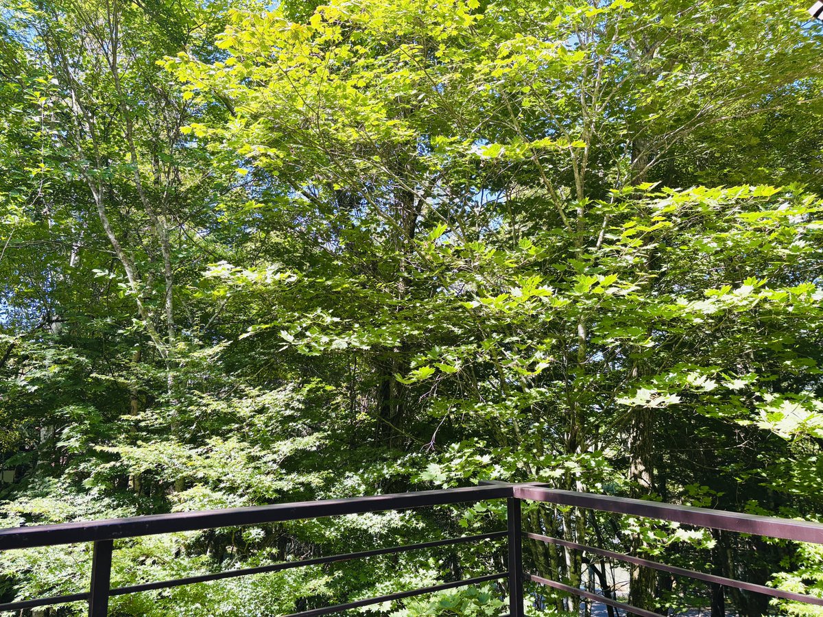 pichooon_m's tweet photo. 電波なさすぎてナチュラルデジタルデトックス🌿🌳🐏貴重な経験をさせていただいております💛現在23℃🩵快適🩷 https://t.co/CI1Tk3wvQ8