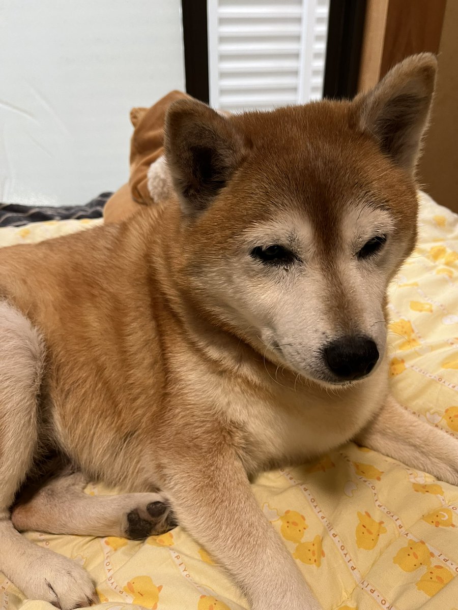 shibainu_mikan_'s tweet photo. 1年前、君はお空に旅立って行きましたね。
君が生きてきた欠片が家の中から徐々に無くなっていくことが悲しいです。
でも、絶対忘れないからね。
君は我が家の大切な家族。いつまでも。
 #秘密結社老犬倶楽部天国支部 
 #柴犬
 #虹色飛行隊 https://t.co/VRvg7GLba7