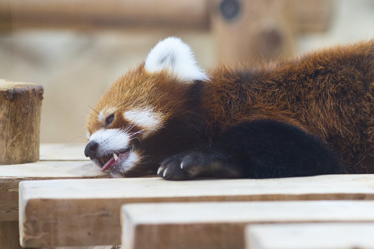 mofumofuaikouka's tweet photo. おはようございもふ
8/17　与作君。
＃アドベンチャーワールド
＃Redpanda https://t.co/y0ZH7F7uqB