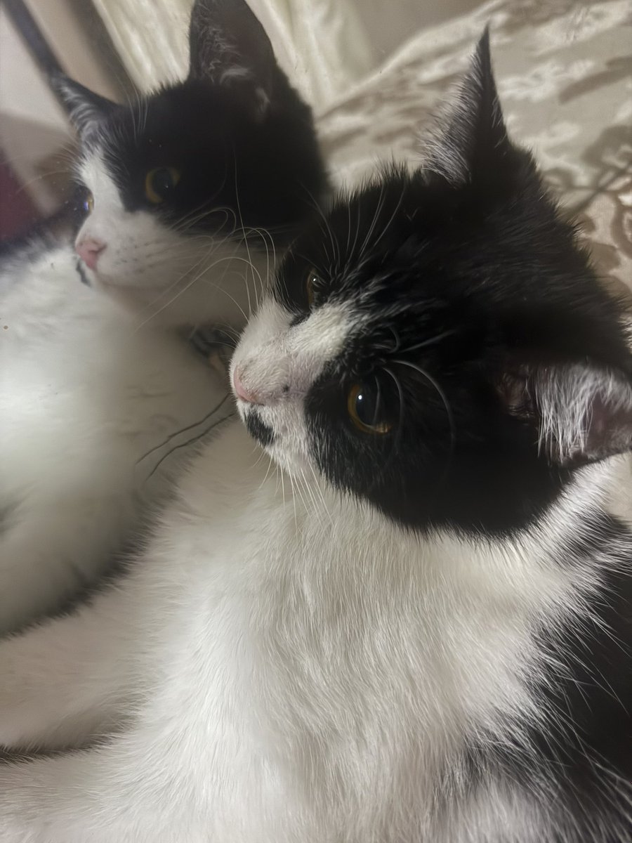 lvu0717's tweet photo. 🐱 https://t.co/3RNKBChc47