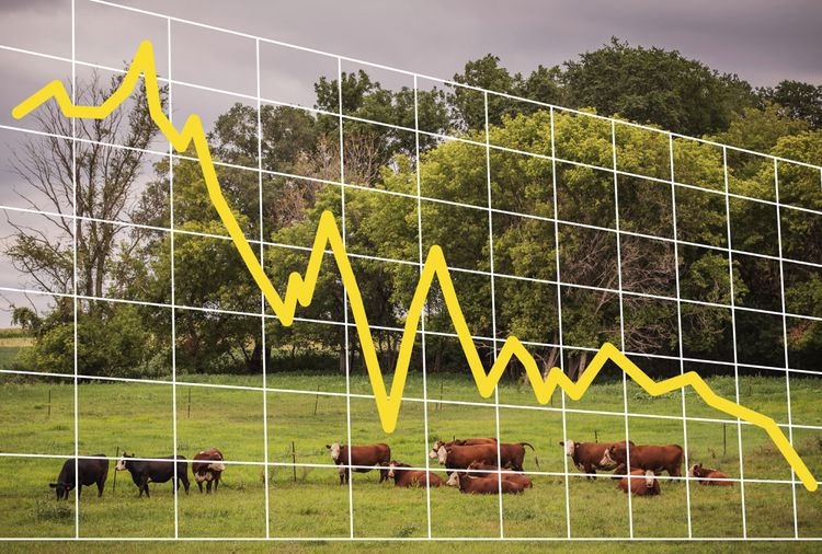 ArneAlvarado's tweet photo. For the first time in decades, I finally started making a decent profit with my cattle.
Because of this I put the wheels in motion to grow my herd, acquired more land, etc.
The market crashed $35ctw overnight because of Trumps announcement.
I now have to put my plans on hold
No $ https://t.co/Mb1b0l2AtA