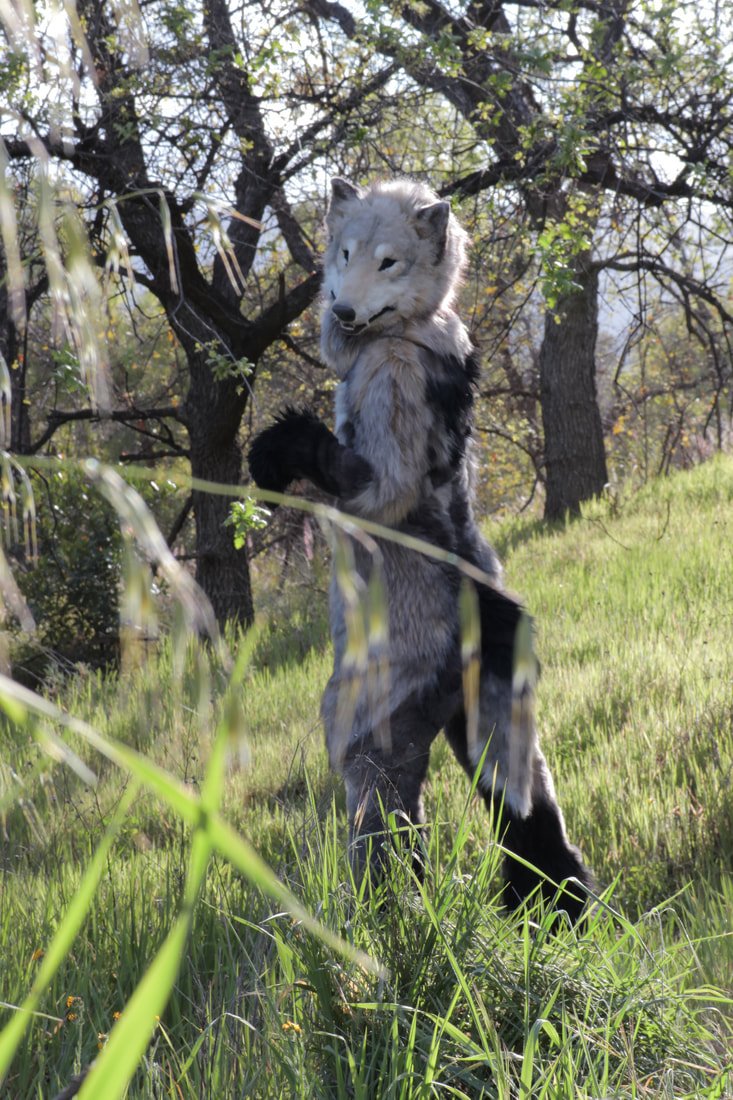 colinarmis's tweet photo. photos i took of my bestest friend Averi's fursuit he made for his film  Image of a Wolf (which i also shot 🤓) u can check out his stuff @ lychenthropy on instagram☝️ https://t.co/5N5KktxGel