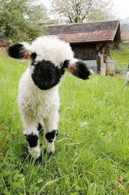Noratoons_'s tweet photo. Hi I'm Nora and I'm here to tell you that fluffy sheeps exist https://t.co/QGpcA6MUuH