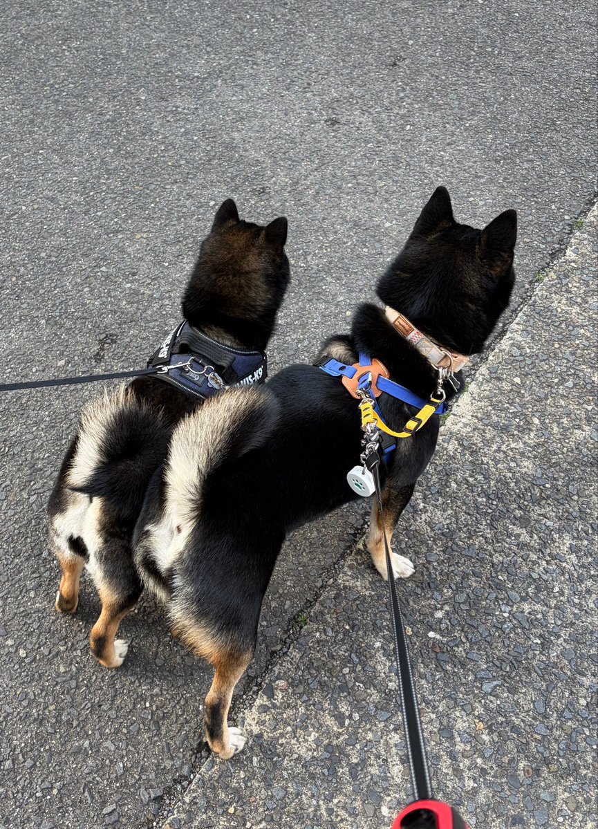 memexx44's tweet photo. 朝のお散歩🐕
近所の黒豆柴ちゃんと一緒に散歩した🥳
ういとミニうい🐕 https://t.co/i2qqudjO0e