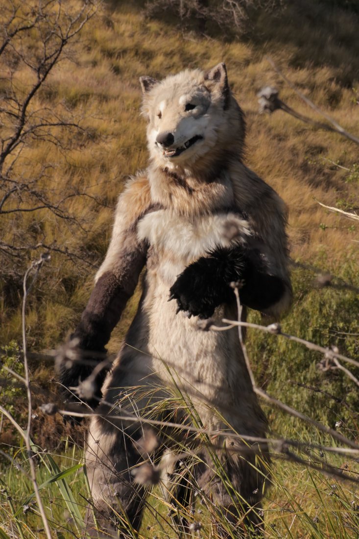 colinarmis's tweet photo. photos i took of my bestest friend Averi's fursuit he made for his film  Image of a Wolf (which i also shot 🤓) u can check out his stuff @ lychenthropy on instagram☝️ https://t.co/5N5KktxGel