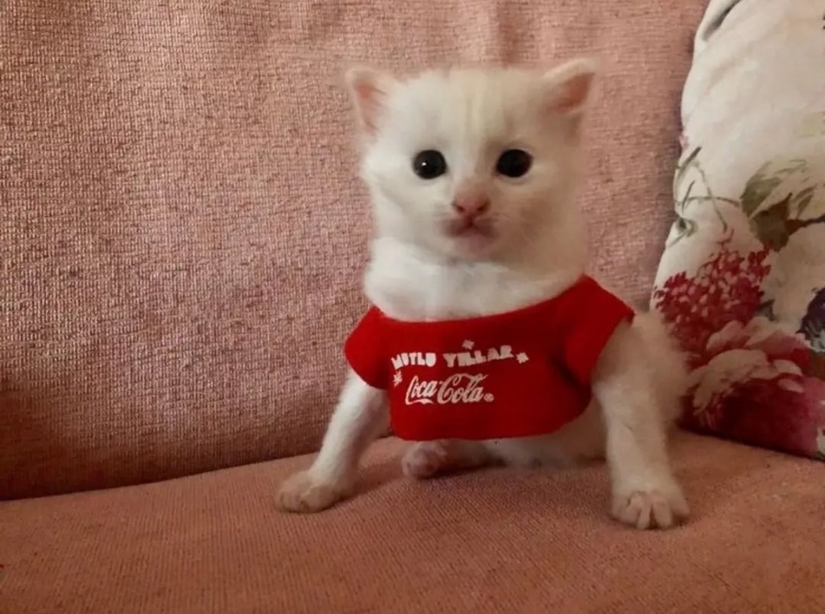 gatinarios's tweet photo. *nois no date*

você: o que vai beber amor?

*eu com a minha brusinha da coca cola* https://t.co/upgQdVG1dG