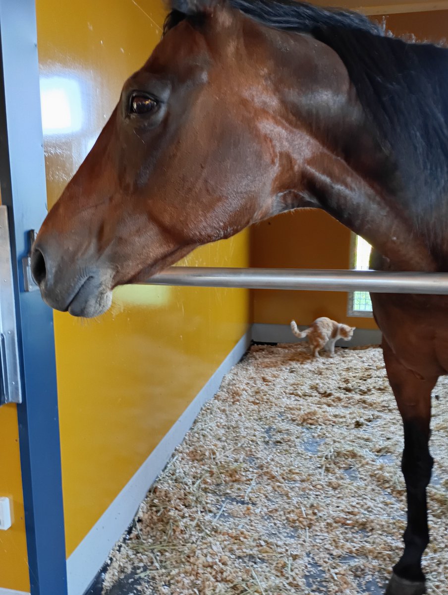NLstaff's tweet photo. #タッチノネガイ🐴 と #メト😺　

#ネガイちゃん・アシゲチャン引退繁殖牝馬の会 https://t.co/YKofYqASi0