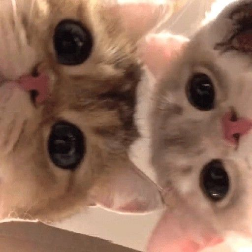 hinaruu_exe's tweet photo. https://t.co/TbsU90PeW6