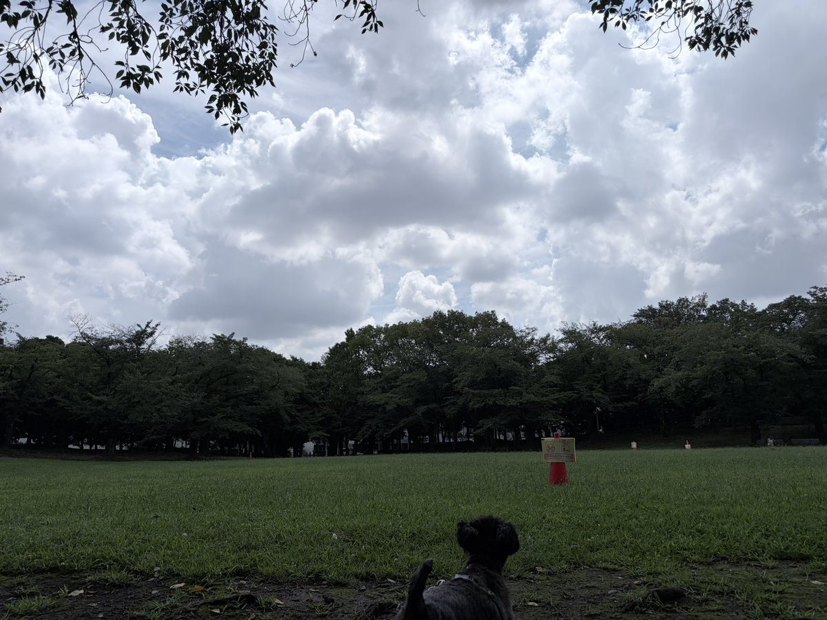 MakiK24's tweet photo. 大きい地震だった。
犬猫がよろけたりしながら不安そうに集まってきた。 https://t.co/ESlvBiT5rv