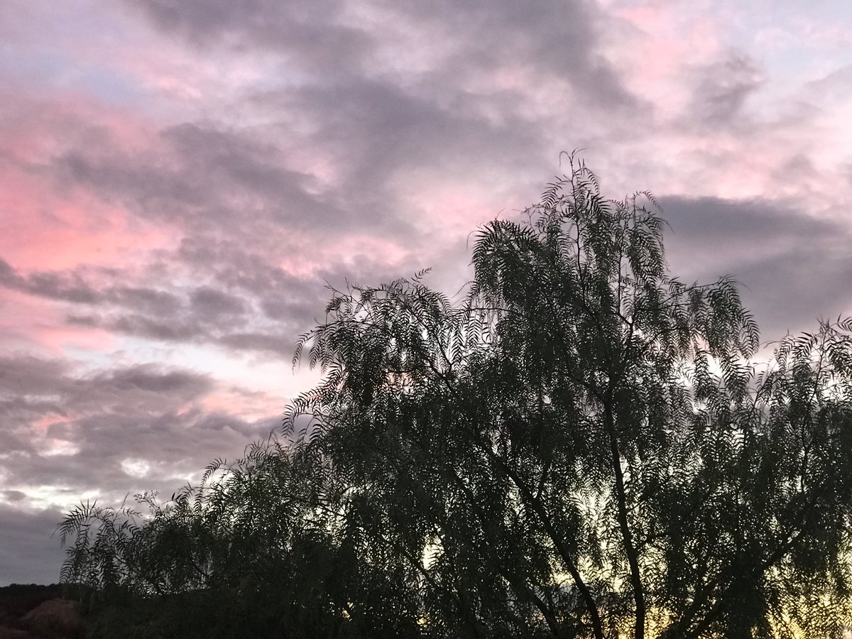 JeanetteJoy's tweet photo. @TheCemetress Happy Pepper Trees in the sunrise. https://t.co/dh093iNO8B