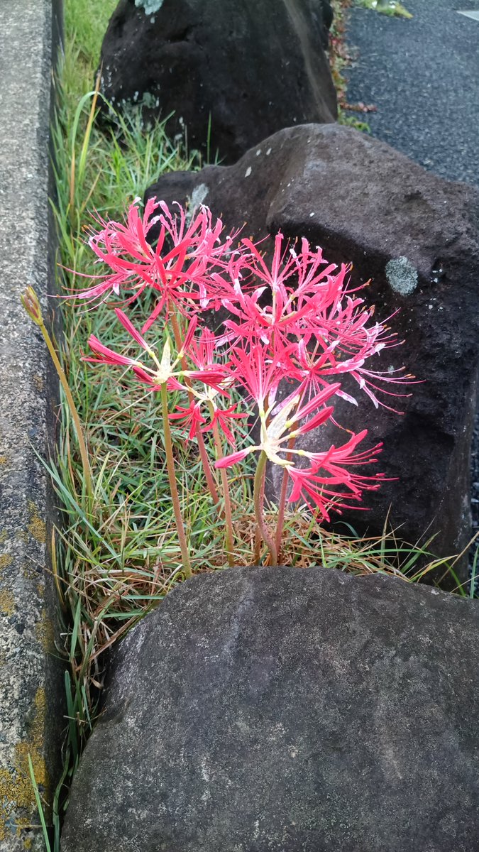 earthcutter's tweet photo. 彼岸じゃないのにもう枯れる寸前な曼珠沙華 https://t.co/HvRPiYk0d9