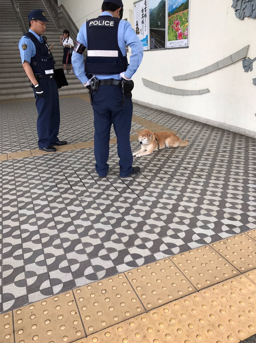 Slankdouga's tweet photo. 動物が連行されるシリーズほんと好き https://t.co/g577wcPkTa