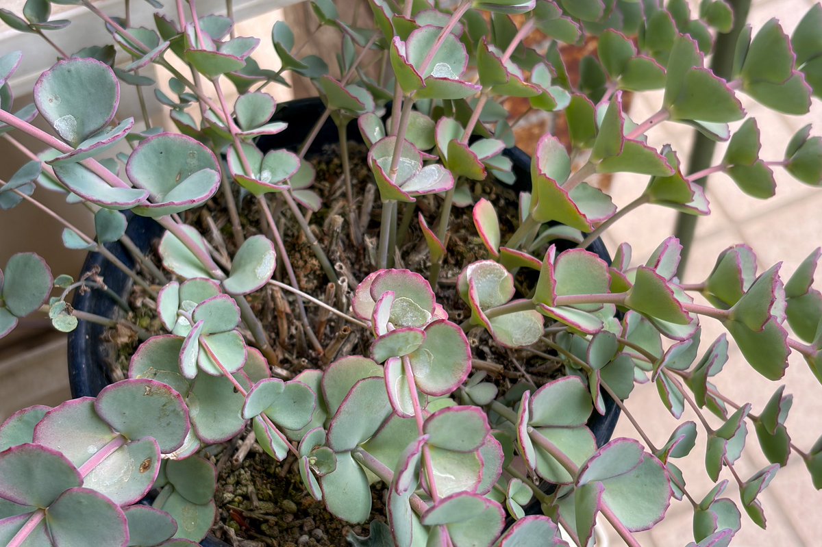 T_ODesign's tweet photo. ウズラタンポポは綿毛。

鉢植えオステオスペルマムは、咲きかけ。🪴
カーネーションは様子見、葉の青みが増したように見える。
ミセバヤはぴょんぴょん伸びている。
クリスマスローズは休眠中。
#ガーデニング https://t.co/SCJhkOcNYf