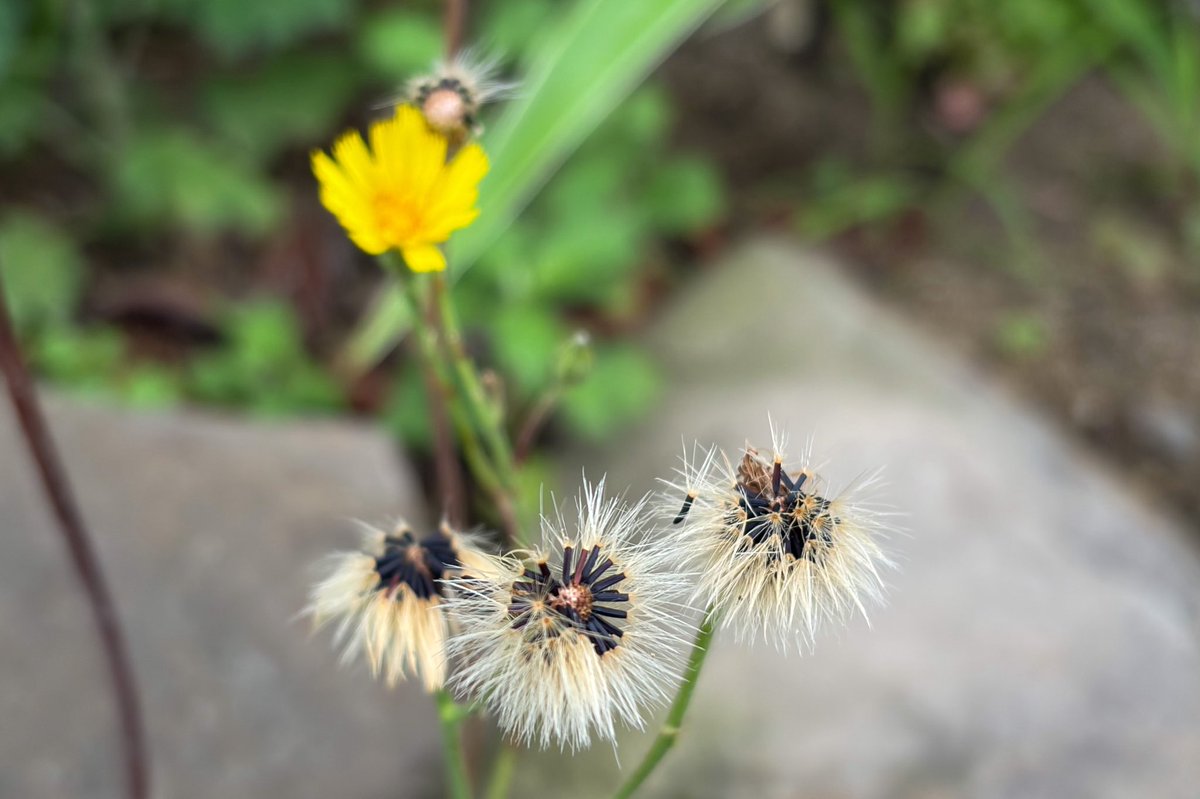 T_ODesign's tweet photo. ウズラタンポポは綿毛。

鉢植えオステオスペルマムは、咲きかけ。🪴
カーネーションは様子見、葉の青みが増したように見える。
ミセバヤはぴょんぴょん伸びている。
クリスマスローズは休眠中。
#ガーデニング https://t.co/SCJhkOcNYf