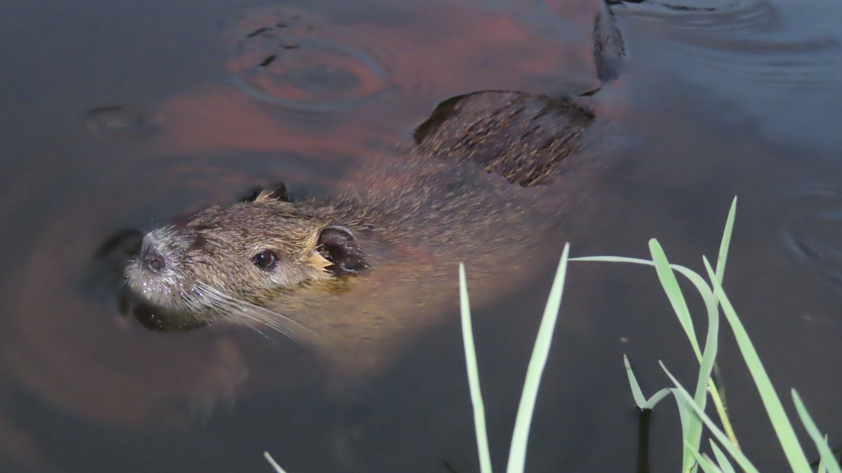 coypu_jp's tweet photo. ヌートリア 夜行性 2匹 緑ヶ丘公園 8月22日
#nutria #coypu #ヌートリア #ragondin #緑ヶ丘公園 https://t.co/56MQ7wCXdz