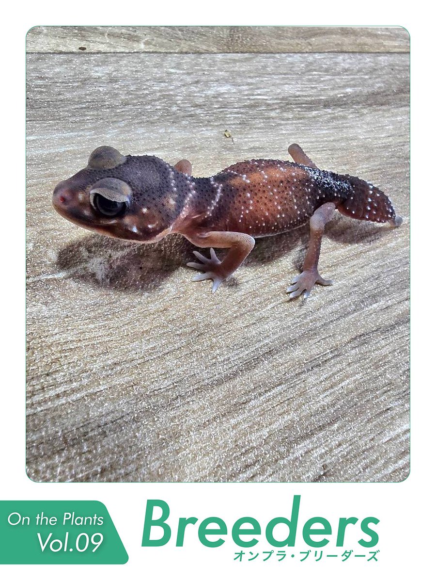 On_the_Plants's tweet photo. 🌟On the Plants Vol.09 出店者のご紹介🌟

【オンプラBreeders】
Reptile Breeding Lab KENA
@andajianta6416

【出展者からのコメント】
今年も出展させて頂きます。
いつものように色々なヤモリを連れて行こうと思ってます。同種でも個体差で選べるような感じのボリュームは連れていこうかと(^ー^)
タマオヤモリ、ソメワケ、チャホア、ガーゴ、クレス、サラシノ、キャットゲッコー、etc…

━━━━━━━━━━━━━━━━━━━━
🌟あなたの「好き」がきっと見つかる🌟
植物🌱
爬虫類・昆虫🦎
アートクリエイター作品🔨

2016年より続くOn the Plants（オンプラ）は、
「植物（園芸家）」
「爬虫類・昆虫などの生体（ブリーダー）」
「ハンドメイド作品（クリエイター）」
が集まる九州最大級の複合展示販売イベントです。

育てる世界。
共に生きる世界。
表現する世界。
そして、新しい発見と出会う世界。
ジャンルを越えて、好きが交差する2日間。

あなたの世界を広げるオンプラを、
ぜひ会場でお楽しみください✨
見るだけでも楽しく、話を聞くだけでも面白い。
はじめての方からコアなファンまで
楽しめる2日間です🤩

On the Plants（オンプラ）Vol.09
📅2026年10月3日（土）～10月4日（日）
📍福岡アイランドシティフォーラムにて開催🎉
入場料：
大人 1,000円
中高生 500円
小学生以下 無料
🅿️1,000台以上あり

最新情報はInstagram・X・WEBで随時更新中。
フォローしてチェックしてください🙌

公式Instagram： https://t.co/SybxWsn4Pp
公式X（Twitter）： @On_the_Plants
公式WEBサイトプロフィールリンクより