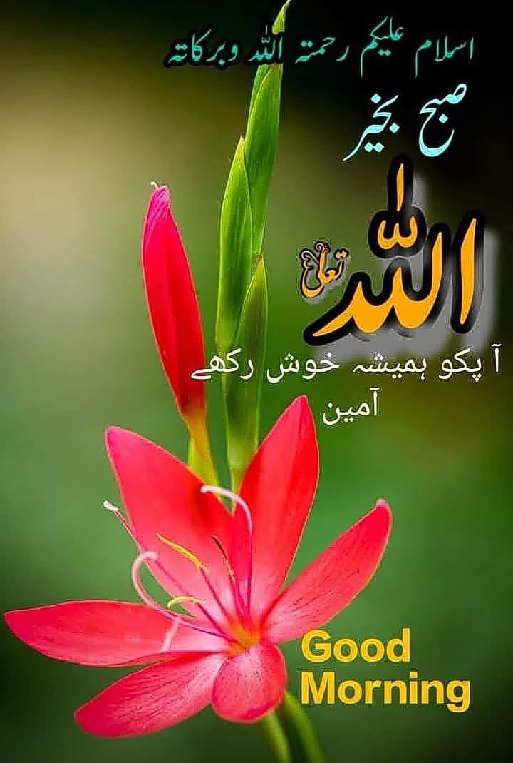 Punj143's tweet photo. 🌸السلام علیکم ورحمۃ اللہ وبرکاتہ🌸

🌹 صبح بخیر زندگی 🌹

یا اللہ! اس خوبصورت صبح کے صدقے
ہم سب کی زندگیوں میں سکون، خوشیاں اور برکتیں عطا فرما۔
ہماری ہر جائز دعا قبول فرما،
ہماری پریشانیاں دور فرما اور مشکلات آسان فرما۔
ہمیں صحت، سلامتی، رزقِ حلال اور خوشگوار زندگی عطا فرما۔
ہمارے والدین، اہلِ خانہ اور تمام مسلمانوں پر اپنا خاص فضل و کرم فرما۔

🤲 آمین یا رب العالمین