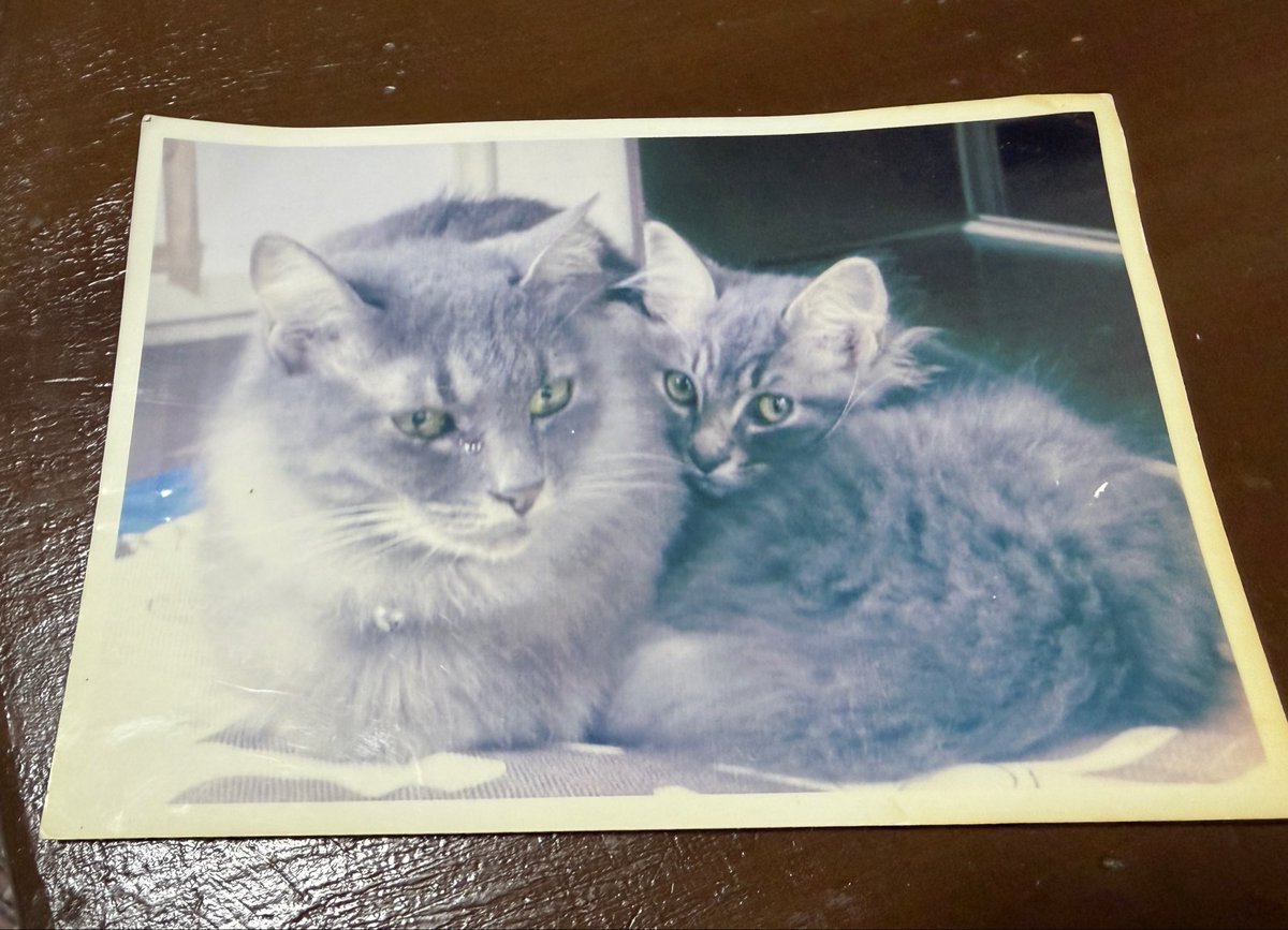 amakara2's tweet photo. 昨日実家帰った時母が「片付けしてたら良いもの出てきたよ」と見せてくれた写真、
今は亡き先代の猫と、今おじいの猫が子猫だった時の珍しく仲良くしてる写真
本当に良いものだった https://t.co/ooEzJ6eHTF
