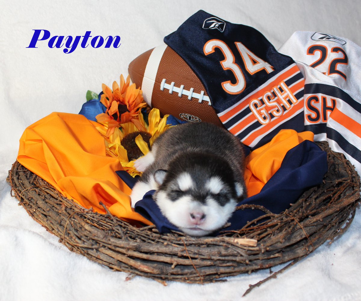 donschimming's tweet photo. @LanceBriggs
@paytonsun
@peanuttillman
@ChicagoBears
@adamjahns
@AdamHoge Monsters of the Midway Litter 8-14-26 https://t.co/vOdISHsHwe