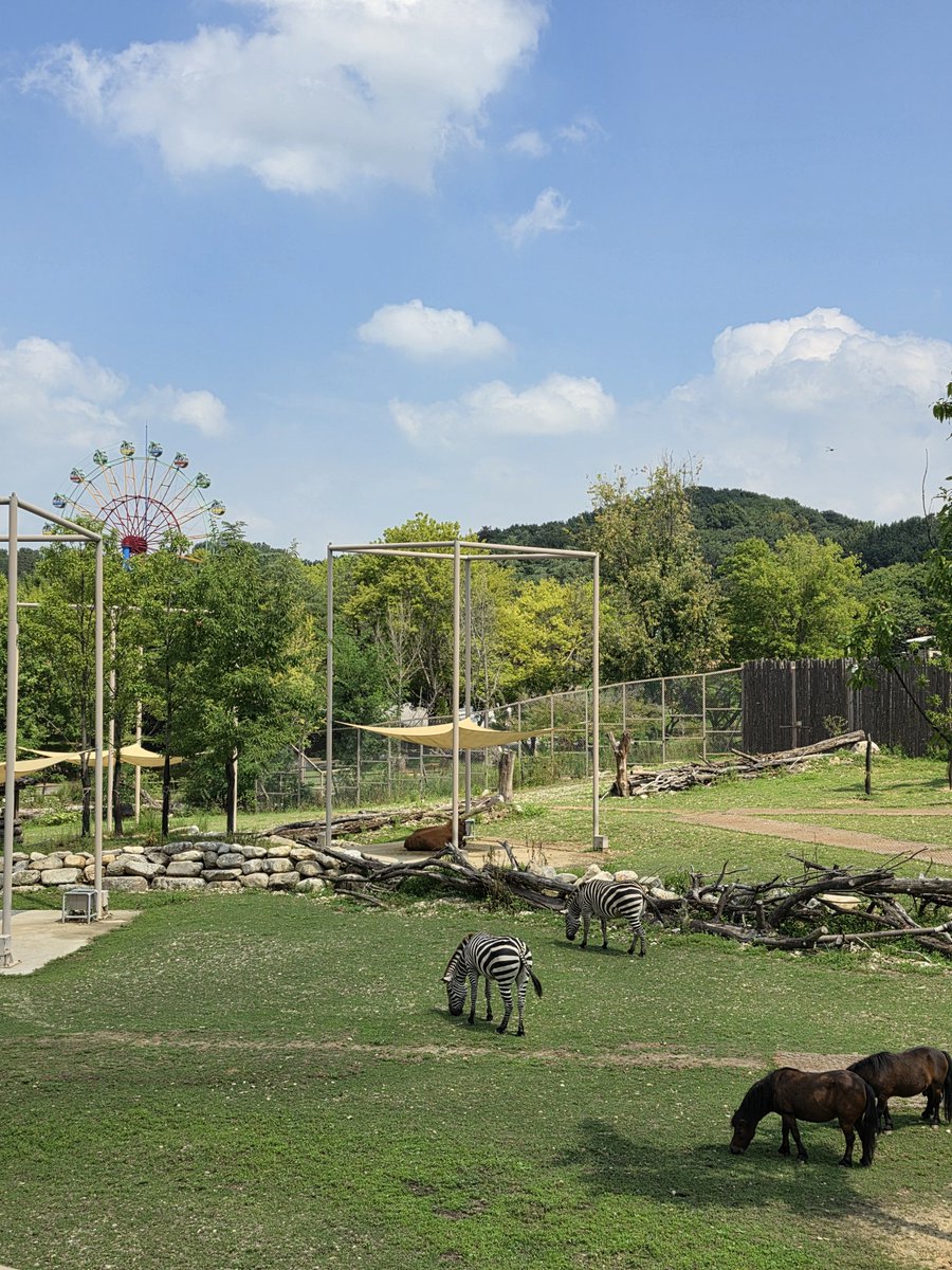 maesil0130's tweet photo. 전주동물원

더운 날에 동물들도 고생이다

코끼리(마음 쓰여 못찍고 4번째 사진에 조그맣게 나옴)는 집에 들어가고 싶은 거 같았다 https://t.co/CkWRIL5b28