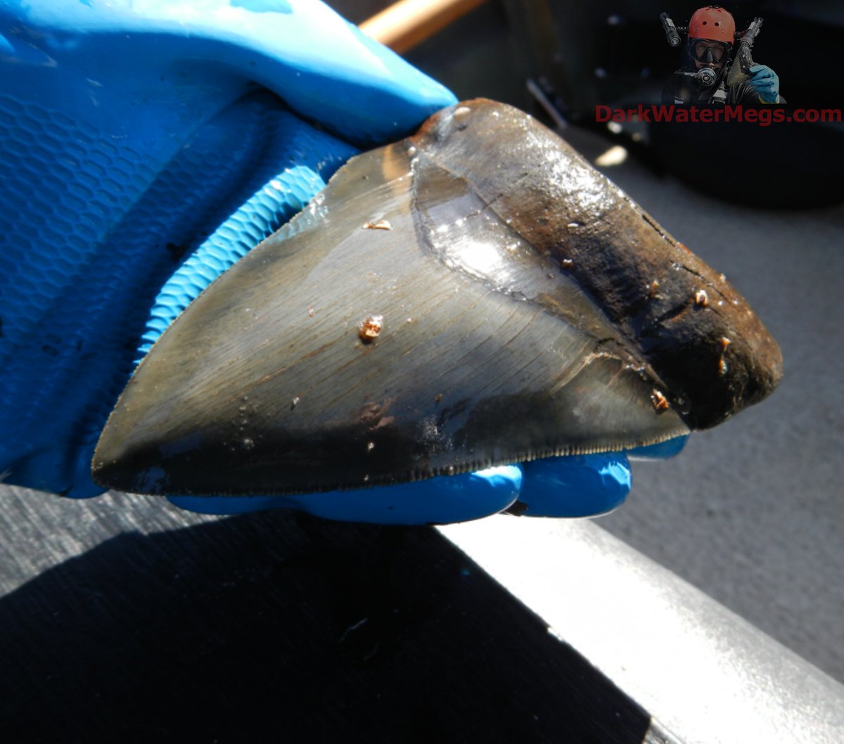 DarkWaterMegs's tweet photo. An exceptional find from an exceptionally difficult place to dive.

Dive into more information / pictures / videos on megalodon teeth and the Dark Water Megs megalodon jaw:
https://t.co/9KH3P2JlYL

#Megalodon #MegalodonTeeth #Megalodontooth #MegalodonShark #MegalodonFossil #MegalodonJaw #MegTeeth #Meg #SharkTeeth #SharkTooth #SharkToothFossil #SharkFossil #SharkToothHunting #Fossils #Fossil #Fossilhunting #Fossilhunter #FossilCollection #RareFossils #Sharks #Shark #Paleontology #Paleo #Prehistoric #AncientShark #Ocean #SharkWeek #UniqueGifts #gifts #DarkWaterMegs