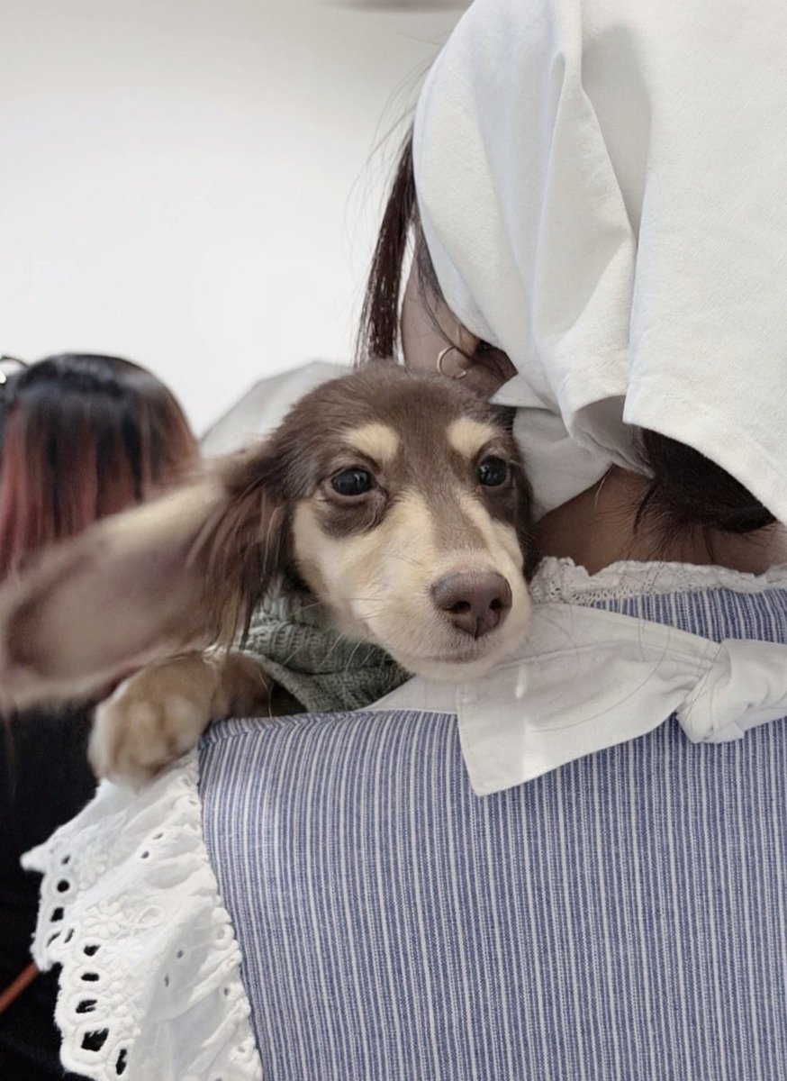 PXaiyo's tweet photo. เหมือนป่ะ ความน่ารักของน้อลๆๆๆๆ🐶🤏🏻

#อิงฟ้ามหาชน‌ https://t.co/XSDooHYwdV