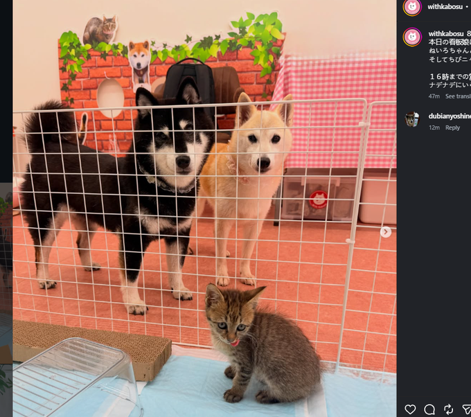 ddddddd8a's tweet photo. Since CATE is nearing ATH

A cat collaborated with Kabosu's dogs calling them the "mascots"?

She posted it in her story last night and they posted it on the "WithKabosu" account

https://t.co/yuD4wVrY63 https://t.co/9lGQsZI6Xd