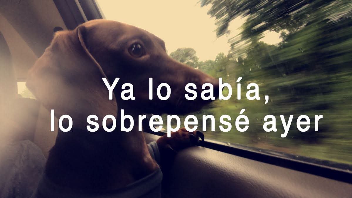 Animalesaprieto's tweet photo. https://t.co/FG63Gf9N7o