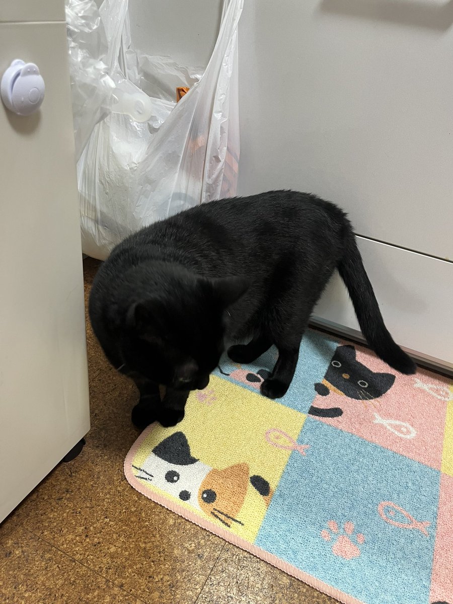 milk_choco0402's tweet photo. 黒猫と三毛猫の可愛いキッチンマットがあったので新調したよ💕🐈🐈‍⬛💕
さっそく匂いチェックしてた/•᷅•᷄\୭
#ミルクとチョコ　#三毛猫　#黒猫　#猫がいる暮らし https://t.co/7vO2tmmcO3