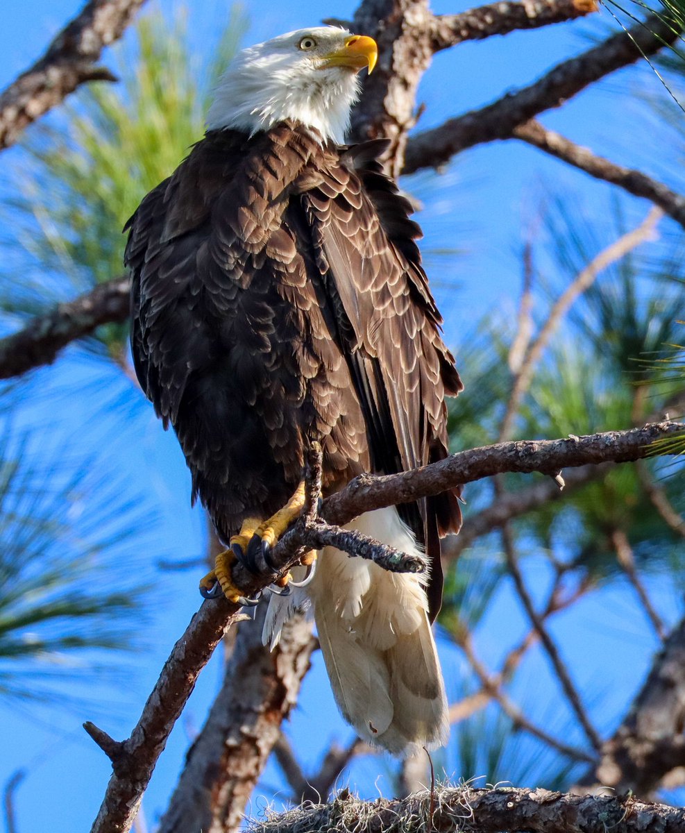 bebesunshine's tweet photo. My oldest son calls himself a birder.  For Christmas last year, he only wanted one gift and it was some fancy camera lens. 
A bit ago, he rose early and captured these.  No AI.  God’s creation.  Sharing cause I enjoyed and thought you might too. https://t.co/15qwSol8TQ
