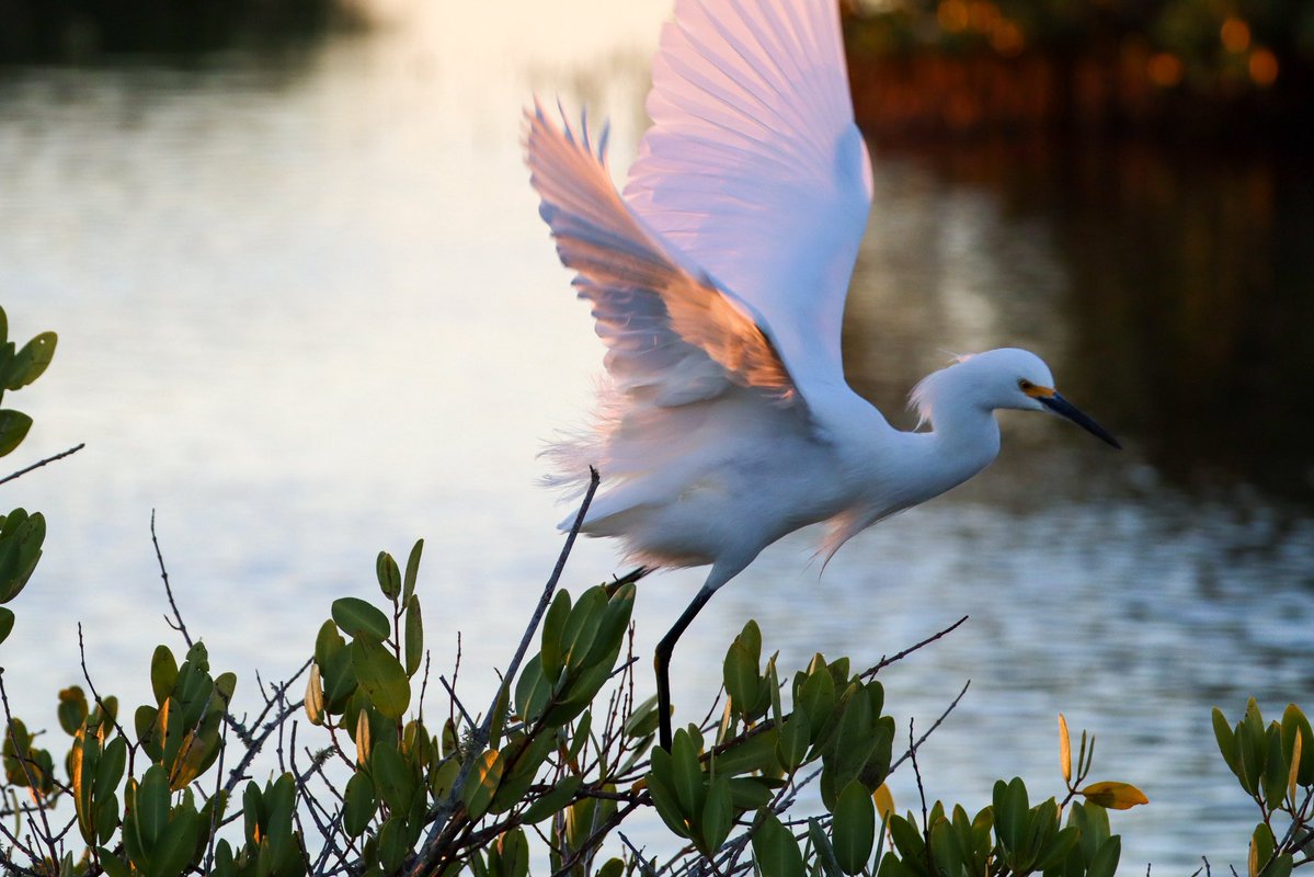 bebesunshine's tweet photo. My oldest son calls himself a birder.  For Christmas last year, he only wanted one gift and it was some fancy camera lens. 
A bit ago, he rose early and captured these.  No AI.  God’s creation.  Sharing cause I enjoyed and thought you might too. https://t.co/15qwSol8TQ