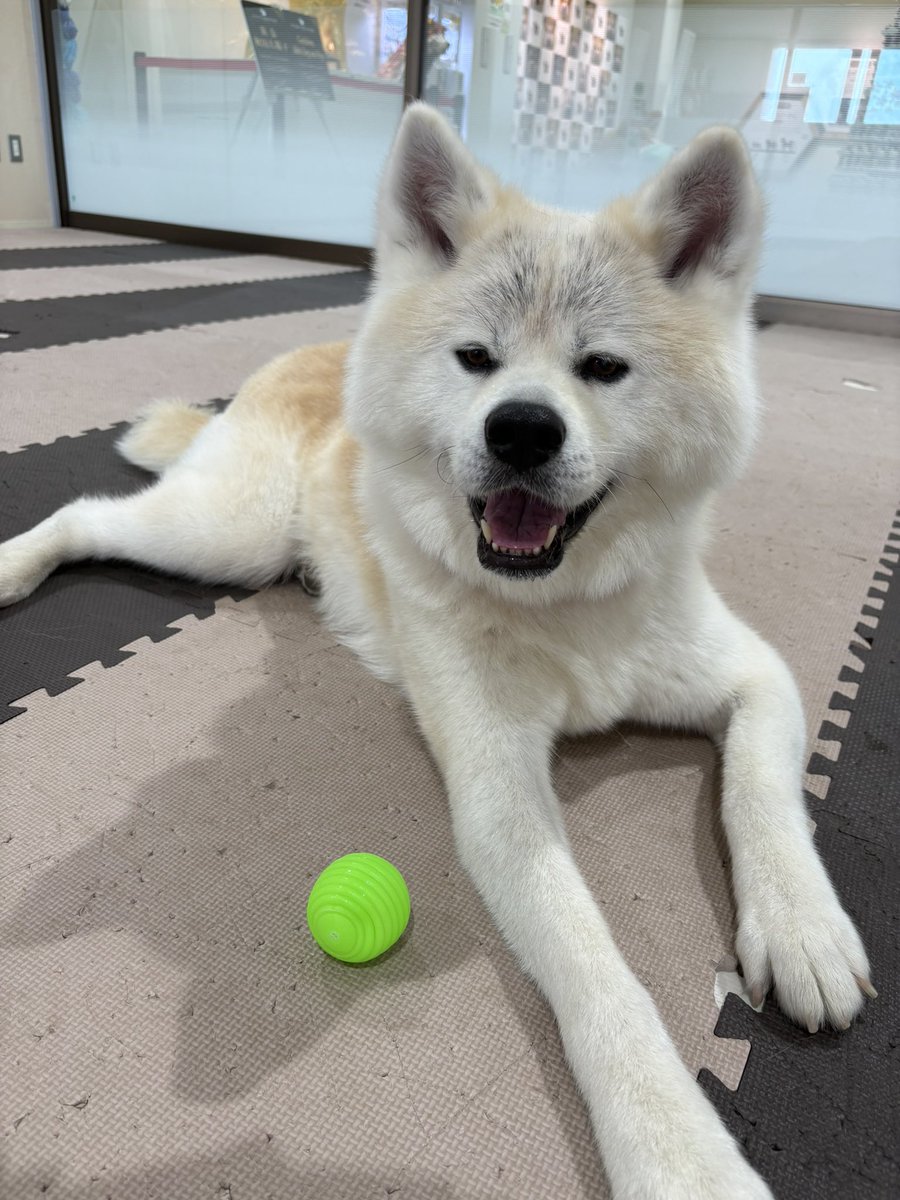odate_akitainu's tweet photo. 本日8月23日(日)
午前の部(9:30~13:00)は、
赤毛の女の子｢楓(かえで)ちゃん｣(7歳)がお出迎え中です🐶🩷

come say hello to Kaede ！
F , 7y.o., adorable.

#きょうの秋田犬 #秋田犬の里 
#akitainu #akita https://t.co/ksxTWLTG60