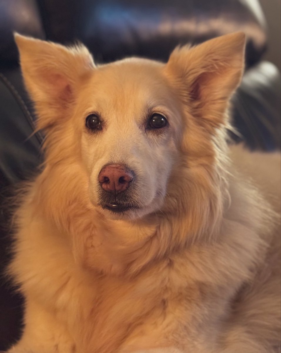 sadie_424's tweet photo. Sadie turned 12 on the 4th. I didn’t post it, because 12 is a hard number to say out loud.🥹So we’re celebrating late instead. 🎈Snuggles, time outside, a cheesyburger from @BurgerKingCAN 🍔
Twelve years out from GEARS rescue in Edmonton. Every one of them loved dearly. 🐾 ❤️ https://t.co/vzHDrypUYC