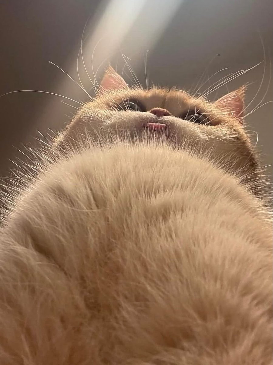 BestOfMeow's tweet photo. Big potato https://t.co/VRIoJLWD1C