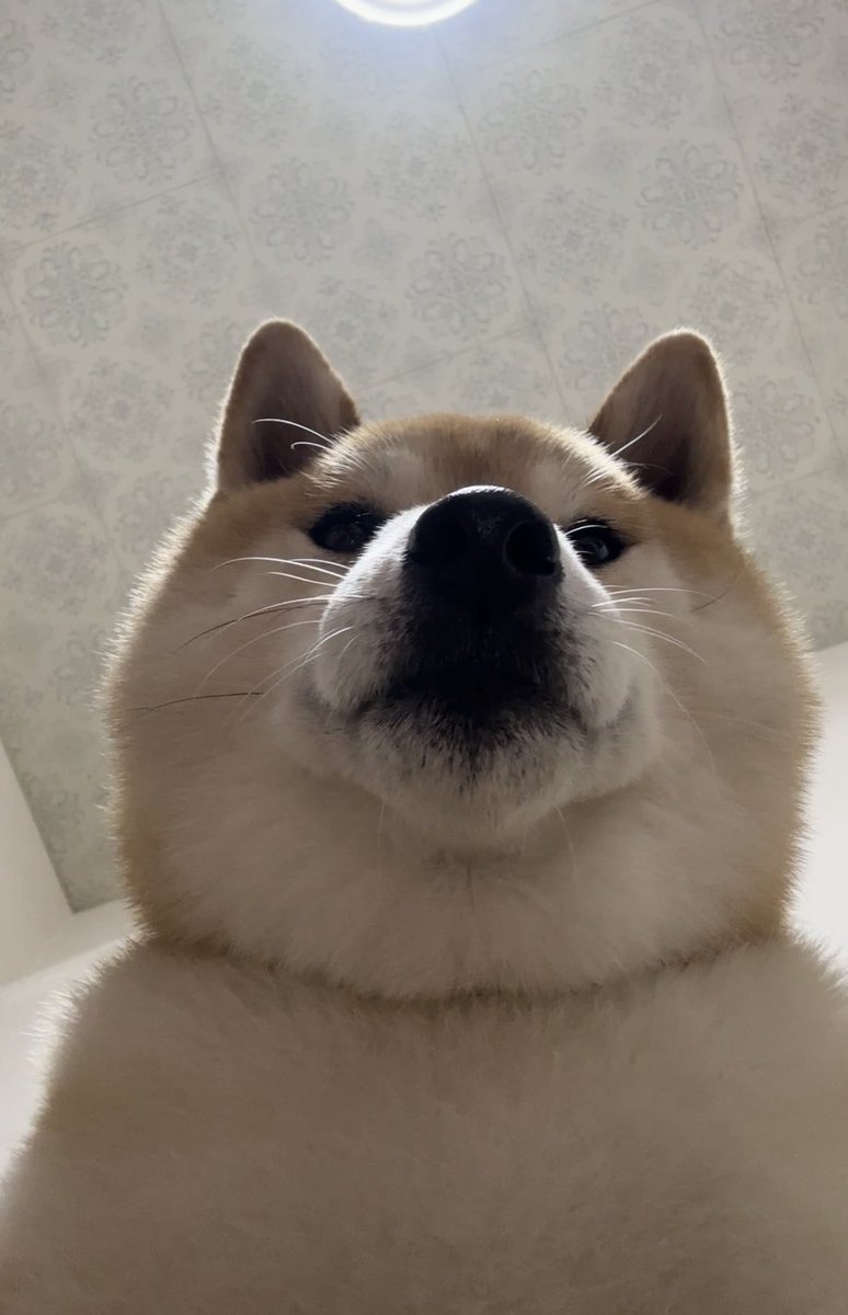 soramame_inu's tweet photo. am 6:44 https://t.co/ynSxGWFklA