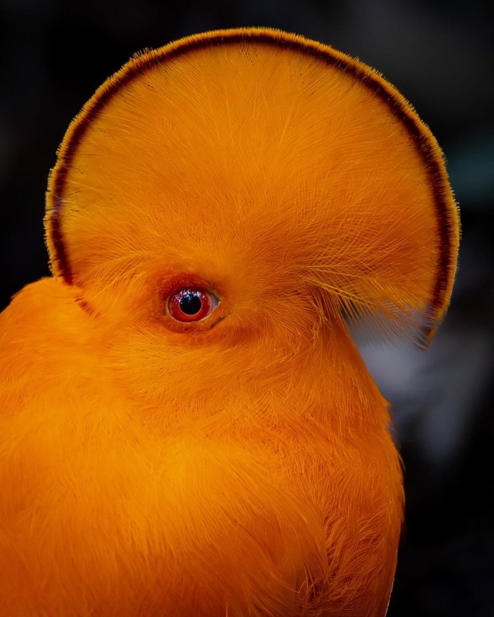 AcervoCharts's tweet photo. Galo-da-serra é uma das aves brasileiras mais raras do mundo. https://t.co/iVZcNzTGVX