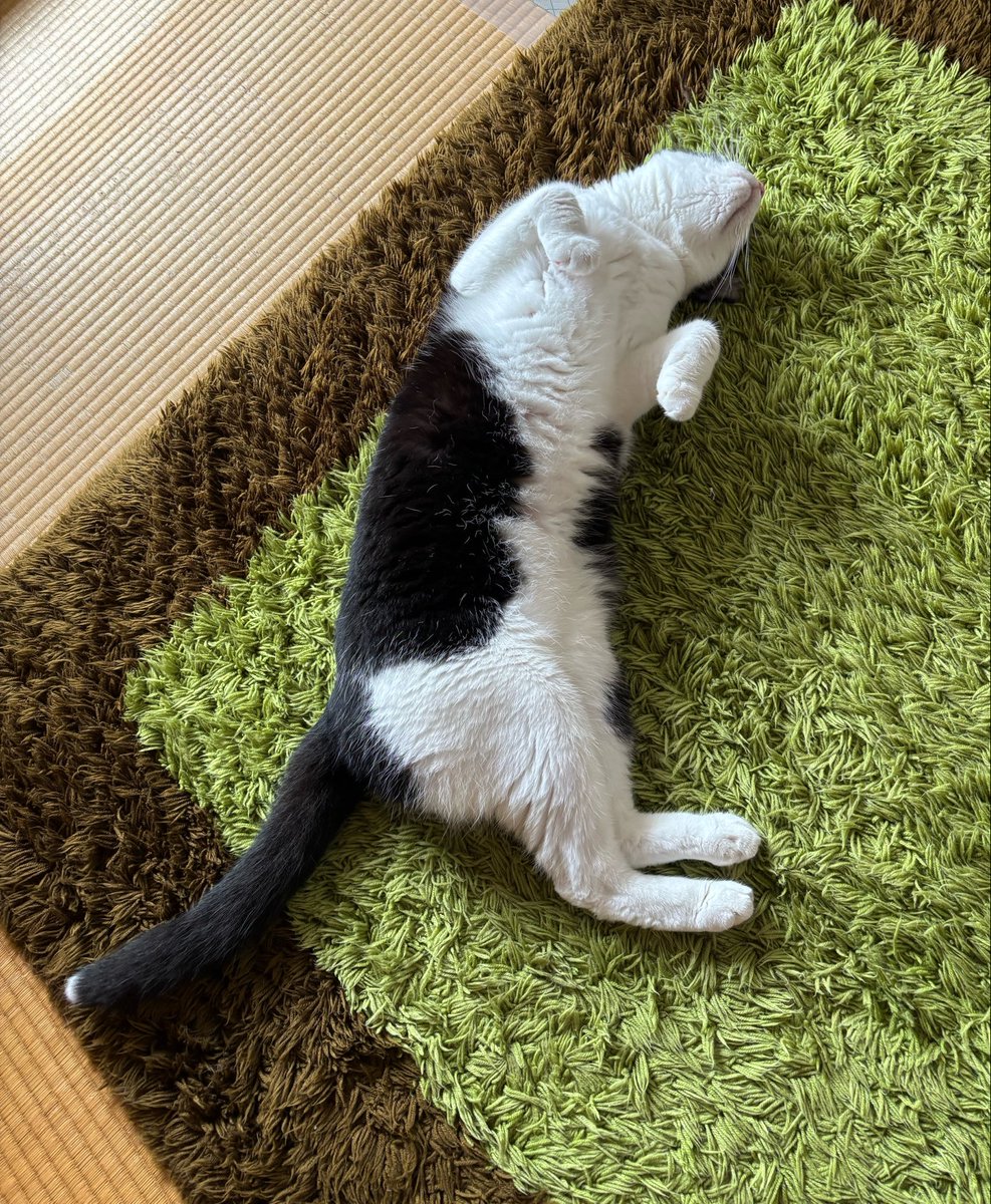 panimekko's tweet photo. これが　腹を撫でろの型 https://t.co/2nXEFEo1HR