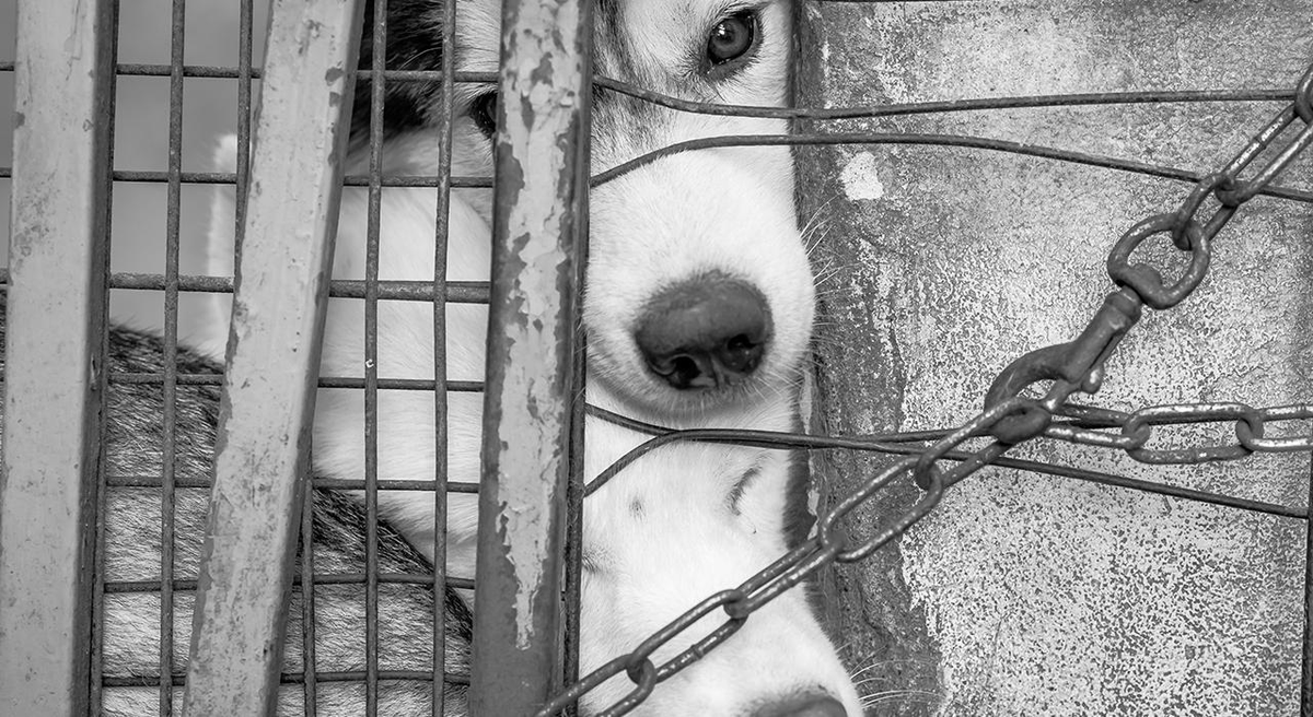 ElNacionalWeb's tweet photo. #22Ago | 🐾⚖️ La Gobernación de Lara ordenó actualizar el marco legal regional para elevar las sanciones contra el abuso y la crueldad animal, luego de la indignación generada por un caso de zoofilia registrado en La Carucieña, Barquisimeto.

🚨 La medida busca reducir la impunidad ante agresiones contra animales y establecer sanciones más severas. Además, las autoridades anunciaron el despliegue de equipos de psicólogos para identificar posibles conductas violentas entre personas en situación de calle o extrema vulnerabilidad. 

🔗 Más detalles en nuestra web https://t.co/24ZxbMltXO