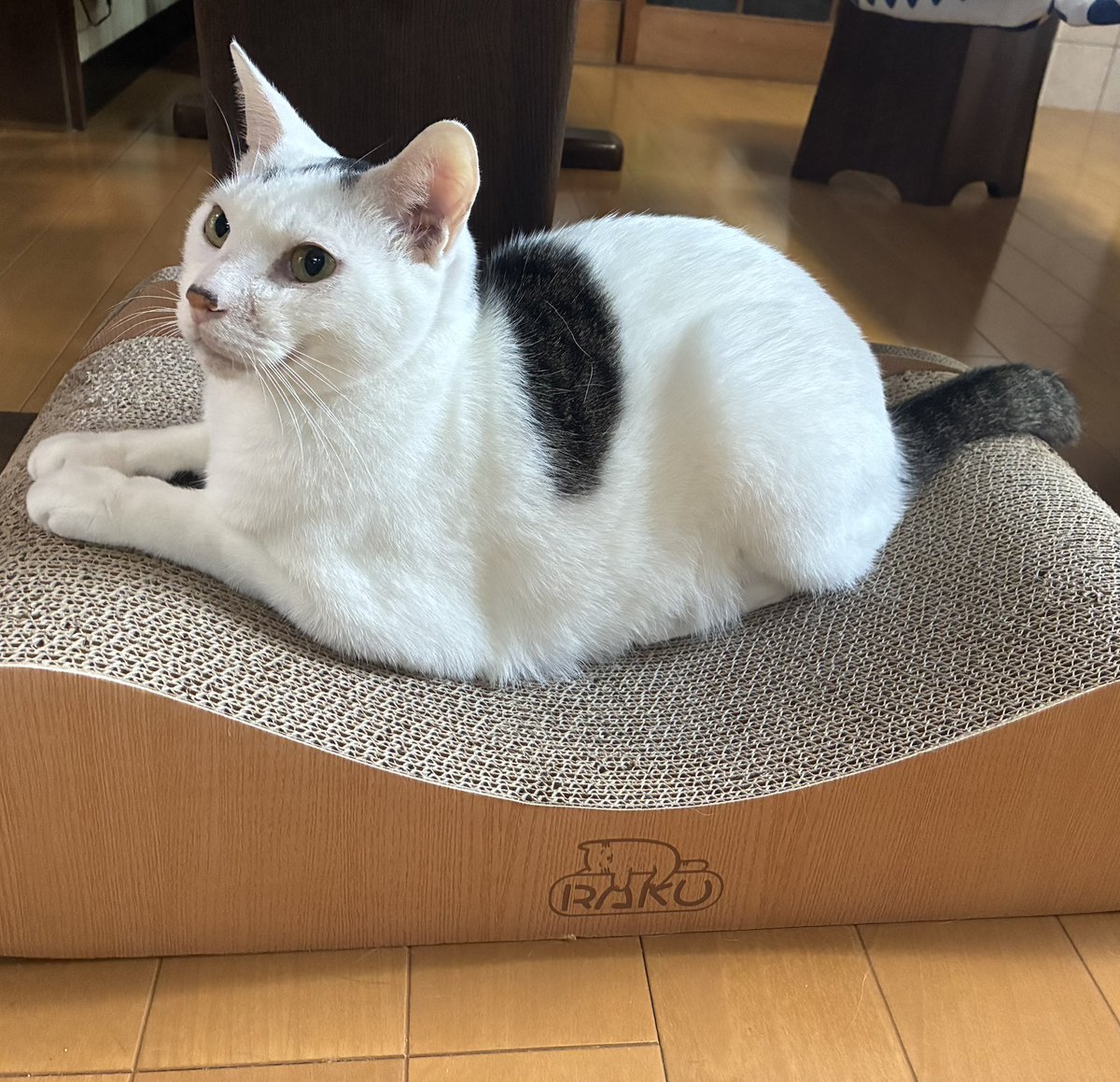 nonrinyou's tweet photo. 新しい爪研ぎを買ってあげたらコイ君が誰にも使わせない😅

#保護猫を家族に
#新しい爪研ぎ https://t.co/0UJqWzWE8K