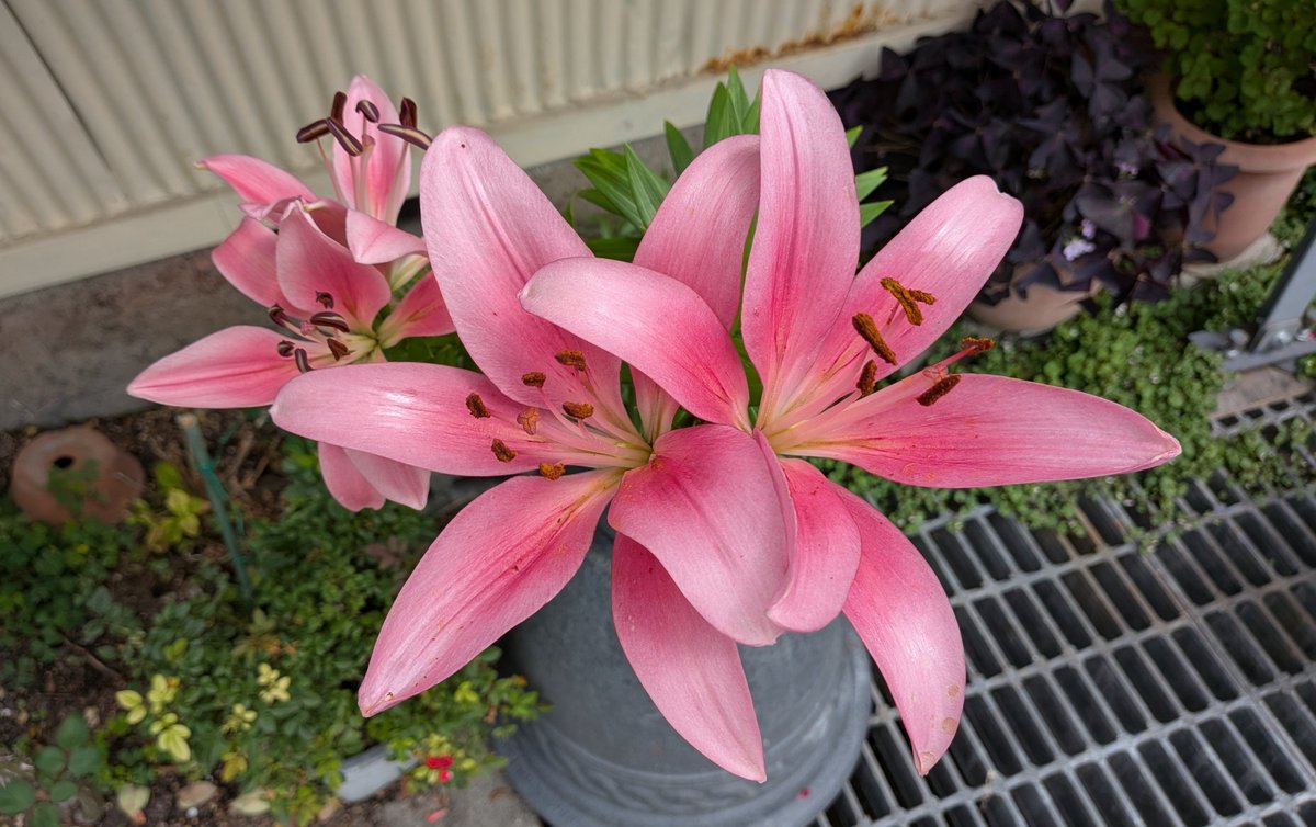 sawayamanoboru's tweet photo. 伊達な置賜城館トレイル
萩生城編でいただいたユリの花が咲きました。
甦るあの日。楽しかったな。
来年もできる限り参加しよう
💪😤

#伊達な置賜城館トレイル 
#萩生城 #どんでん平ゆり園 https://t.co/s11TyeJQi4