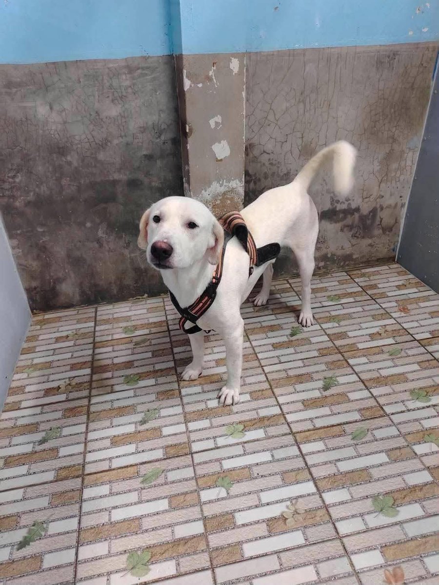 malimalineee's tweet photo. 💔 #เขาไม่ได้ทำอะไรผิด…ทำไมชีวิตต้องจบลงหลังกรงขังนี้คะ !?! 🥺🐕🆘

"เมื่อไซต์งานหมดหน้าที่... หน้าที่ของหมาเฝ้าไซต์อย่างเขาก็จบลง" 🥀

เกือบ 4 เดือนแล้วที่ “พี่ขาว” ต้องนั่งมองโลกภายนอกผ่านตะแกรงสี่เหลี่ยมแคบ ๆ... พี่ขาวเติบโตมาในไซต์งานก่อสร้าง เคยมีหน้าที่คอยเฝ้า คอยปกป้องพื้นที่ และใช้ชีวิตท่ามกลางคนงานที่คุ้นเคย แต่วันหนึ่งเมื่องานเสร็จสิ้น ทุกคนเก็บของแยกย้ายกลับบ้าน... ทุกคนมีที่ให้ไป ยกเว้นพี่ขาว เขาถูกทิ้งไว้เบื้องหลัง จากหมาที่เคยมีอิสระ วันนี้โลกทั้งใบเหลือเพียงพื้นที่สี่เหลี่ยมในกรงขัง 😭💔

✨ ข้อมูลของ "พี่ขาว"
•🐾 เพศผู้ / อายุประมาณ 2 ขวบ (ยังเด็กมาก ชีวิตยังอีกยาวไกล)
•💖 นิสัยหน้าหวาน ใจดี เป็นมิตร ขี้อ้อนสุด ๆ และทำหมันเรียบร้อยแล้ว
เราไม่อยากให้เขาต้องใช้เวลาที่เหลือทั้งชีวิต นั่งมองท้องฟ้าผ่านช่องตะแกรงนี้อีกต่อไป... ไม่จำเป็นต้องเป็นบ้านที่หรูหรา แค่ใครสักคนที่พร้อมเปิดประตูต้อนรับ และมอบคำว่า "ครอบครัว" ครั้งแรกในชีวิตให้เด็กชายคนนี้ 🏡อบอุ่น

📍 #ปัจจุบันพี่ขาวอยู่ อ่อนนุช #กรุงเทพมหานคร

ถ้าวันนี้คุณยังไม่พร้อมรับเลี้ยง ช่วยแชร์พี่ขาวออกไปอีกสัก 1 แชร์นะค เพื่อเป็นสะพานบุญให้เขาได้ออกจากกรงนี้ที 🙏❤️

📲 สนใจอุปการะพี่ขาวฟรี
ส่งรูปบ้านและพื้นที่เลี้ยงดู 4–5 รูป เพื่อประกอบการประเมินความปลอดภัย
•💬 ทักแชทติดต่อทีม TR Team (ช่องทางใดช่องทางหนึ่ง)

ทาง ID  LINE

Jutimink (มิ้ง)
Toffiify (ท๊อฟฟี่)
ginaariya (จิน่า)