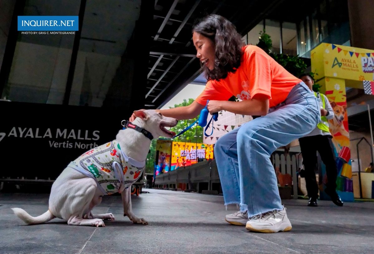 inquirerdotnet's tweet photo. NATIONAL ASPIN DAY

LOOK: Blake, a three-legged Aspin born with one short limb, plays with his handler during the National Aspin Day celebration at a mall in Quezon City on Sunday, August 23.

Blake, who also serves as an emotional support dog, was among the featured participants at the event honoring native Philippine dogs.

First coined by the Philippine Animal Welfare Society (PAWS) in 2007, the term "Aspin"—short for Asong Pinoy—is celebrated annually on August 18, following an official declaration by PAWS to promote appreciation and welfare for indigenous breeds. | 📷: Grig C. Montegrande, Philippine Daily Inquirer