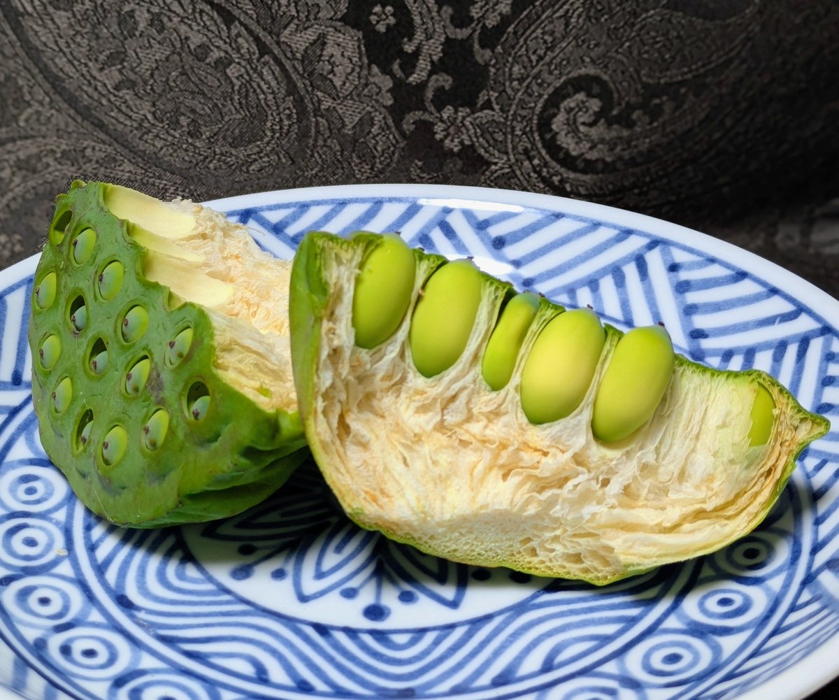 agnelleblanche's tweet photo. 長沼の蓮祭りで種を生食できる花托を購入したので、家に持ち帰り食べてみました。花托はふかふかしていて、キッチン鋏で切れ目を入れて手で割ると簡単に取り出せます。種も弾力のある殻に包まれているので、鋏で少し切り中身を取り出し更に縦に割って苦い芯を取り除くと、ほんのり甘くて美味しいです https://t.co/flycpkB6Y3