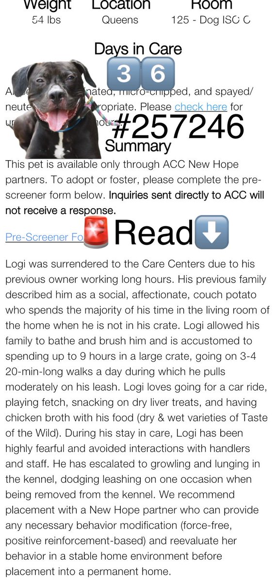 magalys_rios's tweet photo. #Foster #Adopt #Pledge
He will be #AtRisk SOON for BEHAVIOR
#LOGI #257246
3 yr old 54 lbs
DOG ISOLATION ROOM
NYCACC Queens for 3️⃣6️⃣days
Owner Surrendered
Bio⬇️
https://t.co/YI4YbVxwdQ
Only through 🆕Hope Partner
DM @notthesameone2 to 🛟 https://t.co/STbmg0hNgl