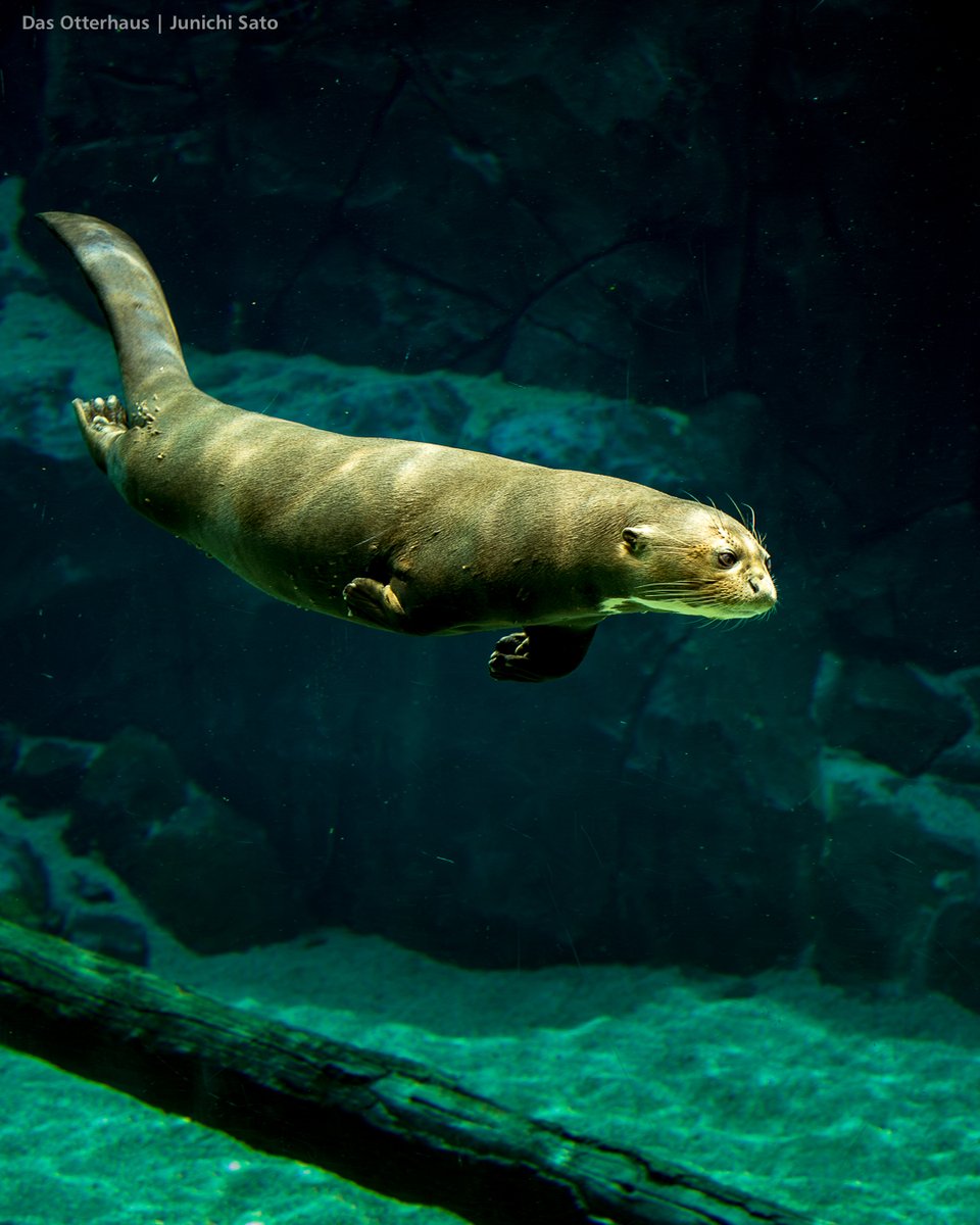 otterhaus's tweet photo. カワウソ🕒タイムマシーン💫No.21
今日のオオカワウソはシンガポール・リバーサファリ（現リバーワンダー）。カルロスくん先月も出てきましたが、水中の姿も素敵なので再登場。カルロスの来歴は💫No.7見てね。撮影は2013年10月。記事リンクはリプ欄で↓ https://t.co/WpiZXjjUua