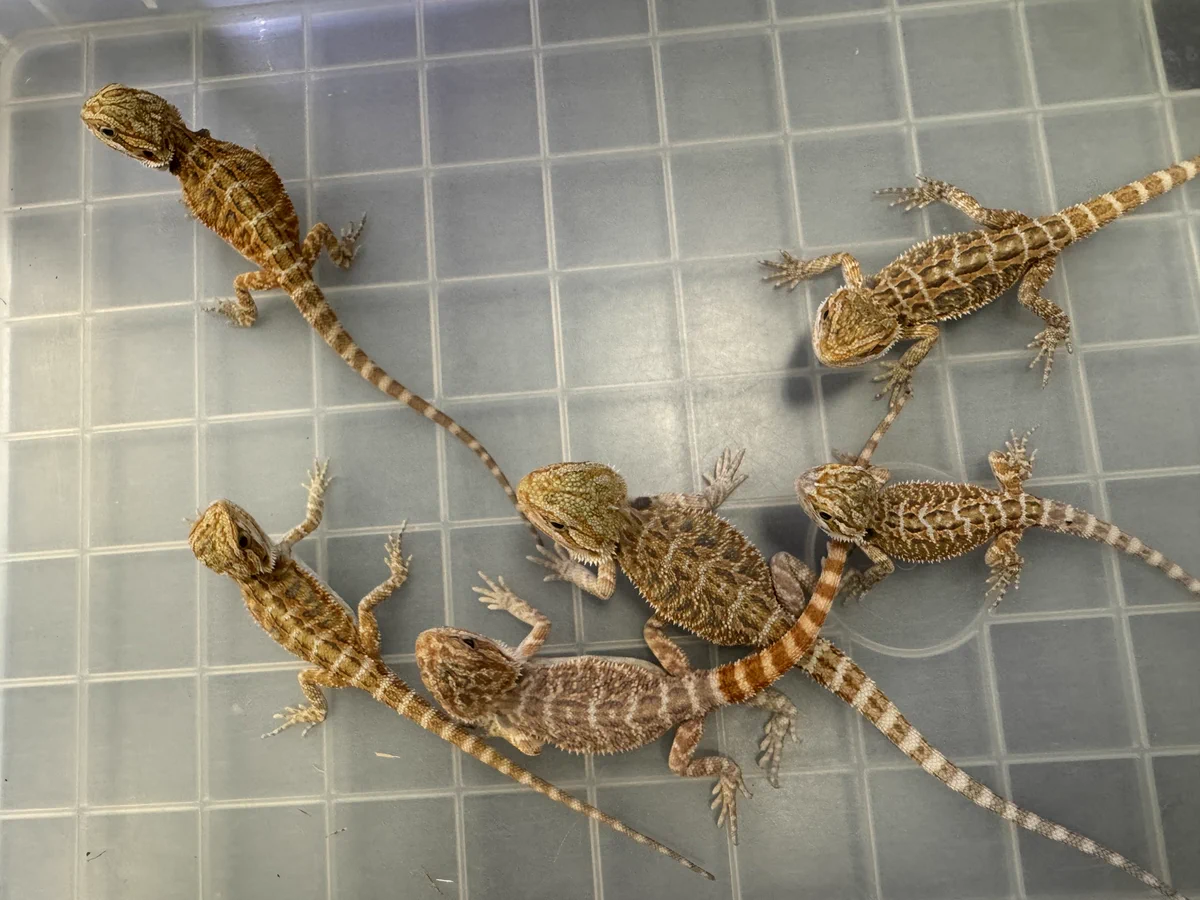 🍺こう🦎🍻🍢WING21 on X: 