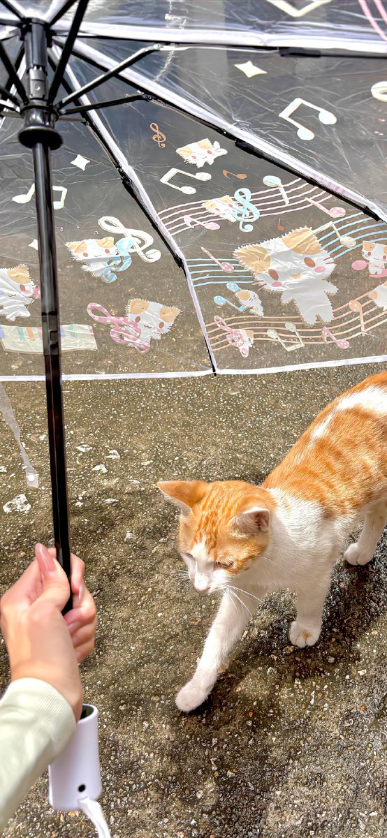 Zx8924404764518's tweet photo. A rainy afternoon, a cat napping on a warm windowsill, and me with a half-folded umbrella, catching this quiet little moment on the street. https://t.co/VKQ3hWnFwD